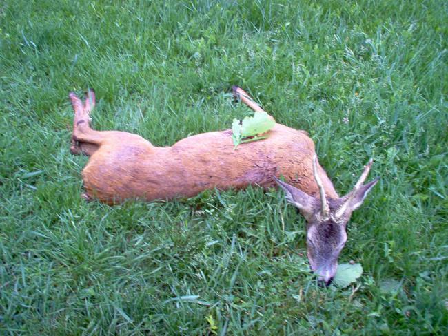 2007. május 18. - Vadászat