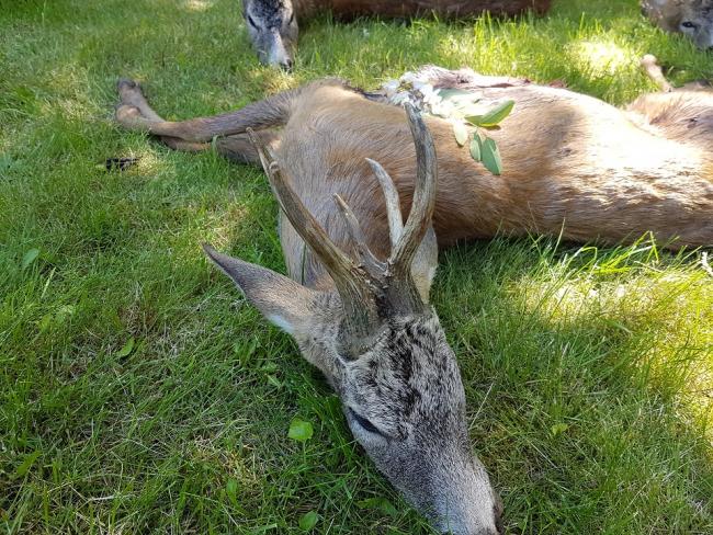 2017. bakvadászat teríték képei